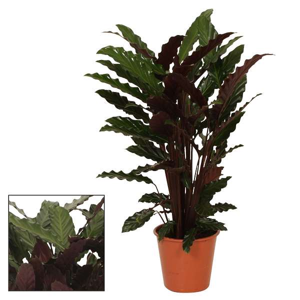 Picture of CALATHEA RUFIBARBA WAVESTAR