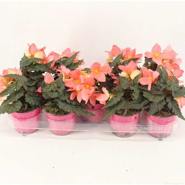 Picture of BEGONIA BOLIVIENSIS FLORENCIO PINK