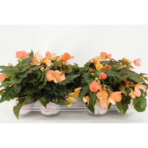 Picture of BEGONIA BOLIVIENSIS WATO