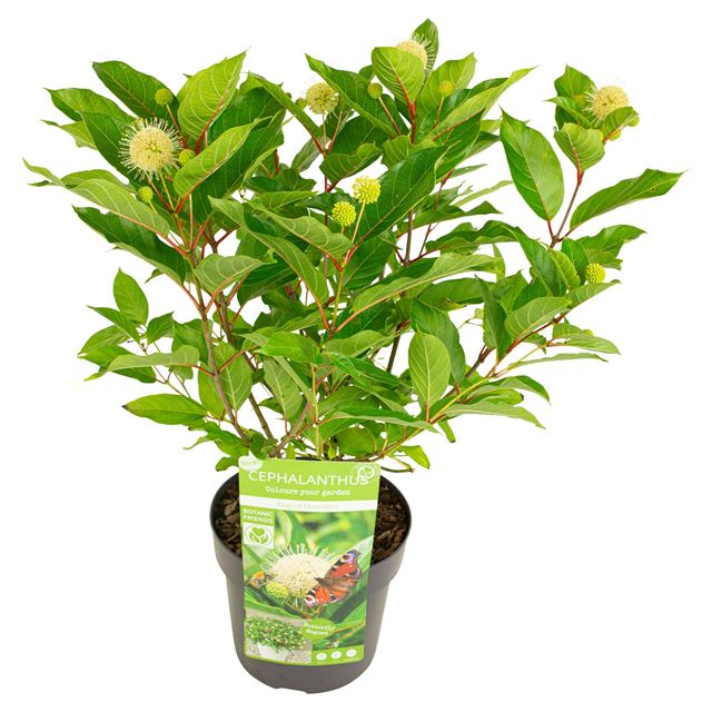 Picture of CEPHALANTHUS OCC. MAGICAL MOONLIGHT
