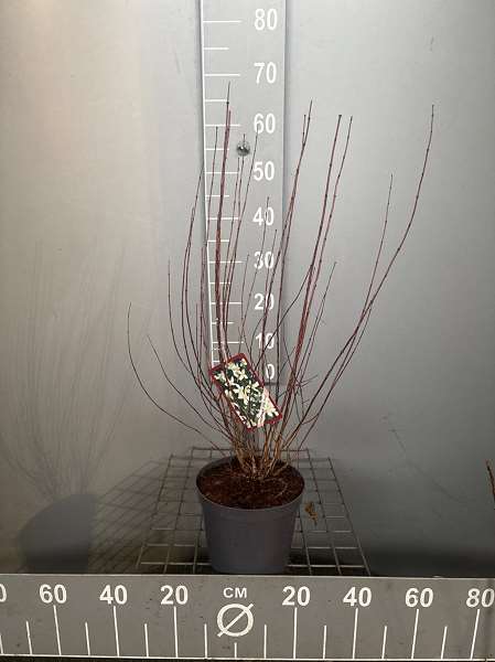 Picture of Philadelphus mont blanc