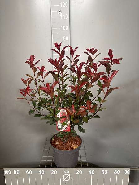 Picture of PHOTINIA FRASERI CARRÉ ROUGE