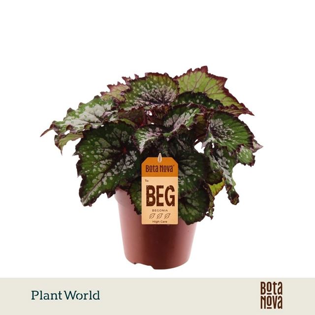 Picture of Begonia rex bestella