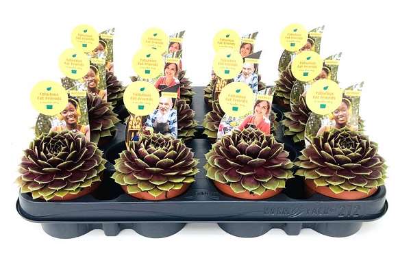 Picture of Sempervivum coconut crystal