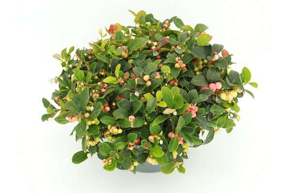 Picture of GAULTHERIA PROCUMBENS SPEEDY BARON BOWL