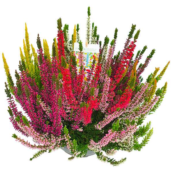 Picture of CALLUNA BEAUTY LADIES MOSAICA