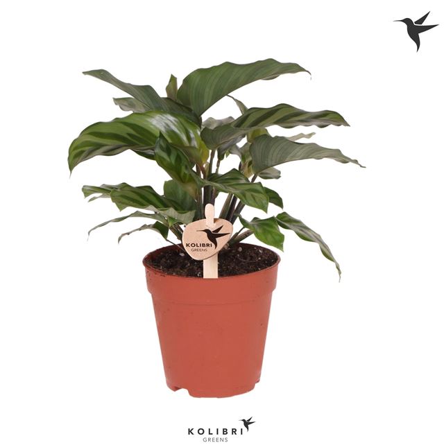 Picture of CALATHEA FREDDIE