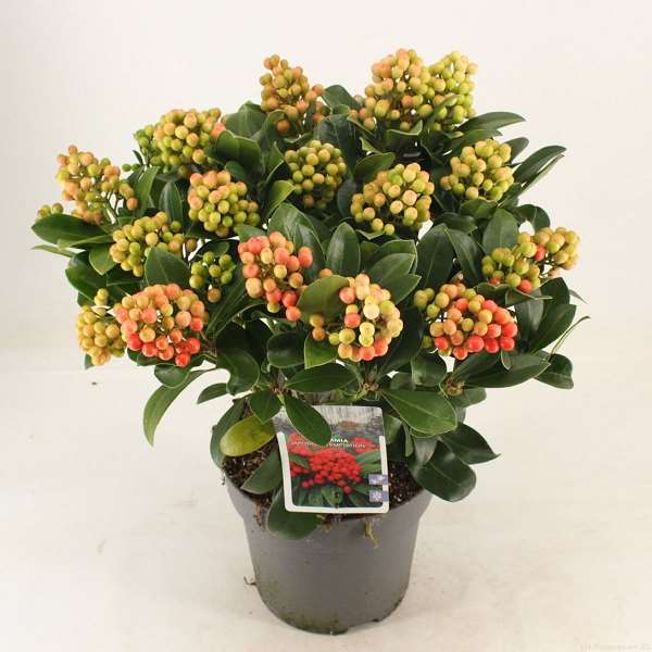 Picture of SKIMMIA JAPONICA TEMPTATION