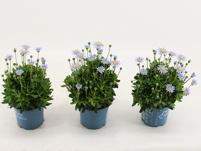 Picture of Agathea felicia