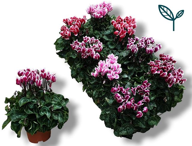 Picture of CYCLAMEN XL FUJI MIX