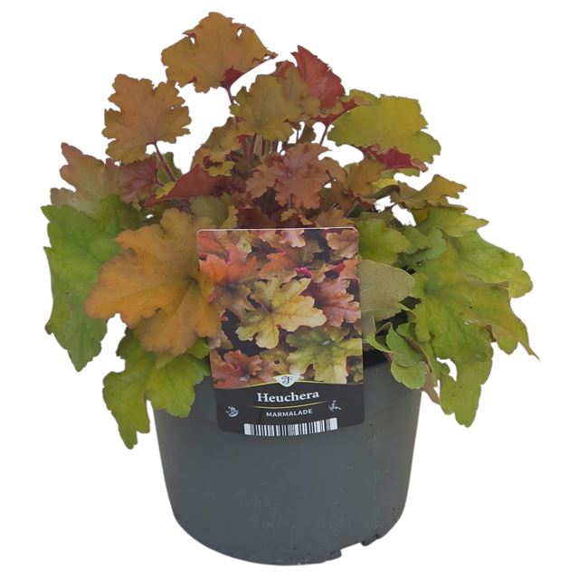 Picture of Heuchera carnival plum crazy