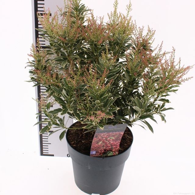 Picture of Pieris japonica polar passion