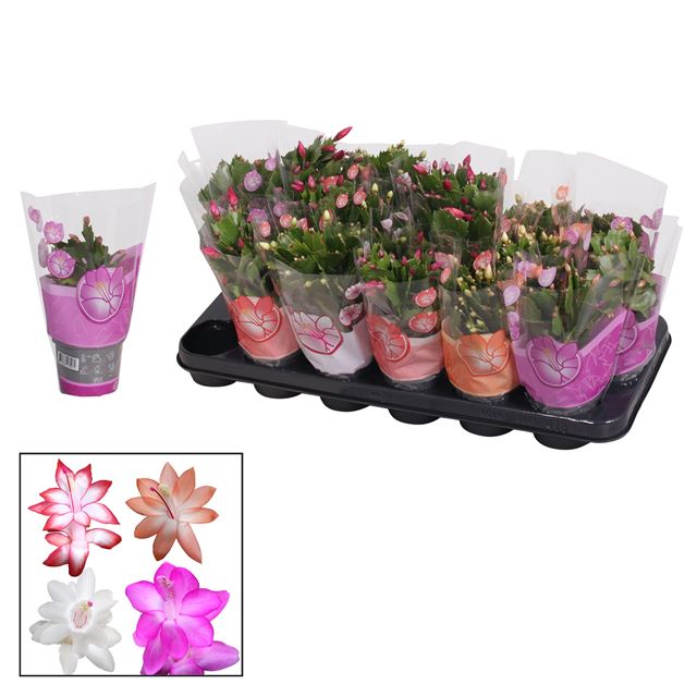 Picture of SCHLUMBERGERA GAERTNERI MIX