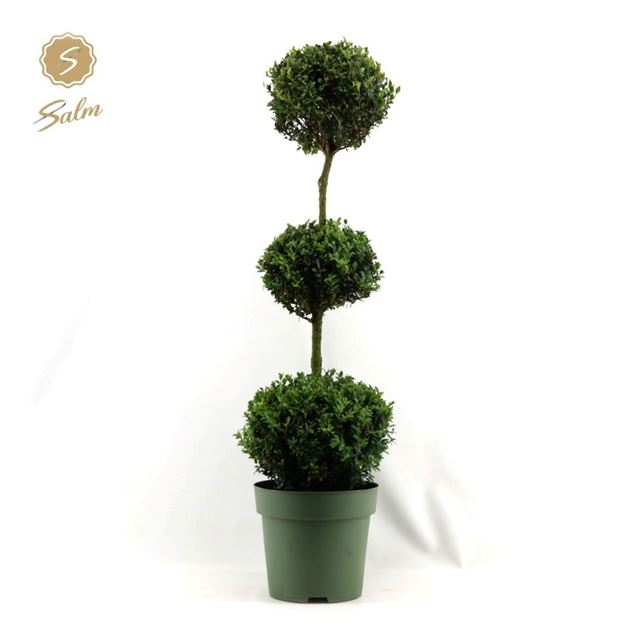 Picture of Buxus sempervirens trioball