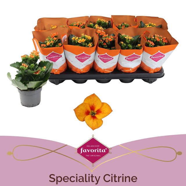 Picture of Kalanchoe single special orange