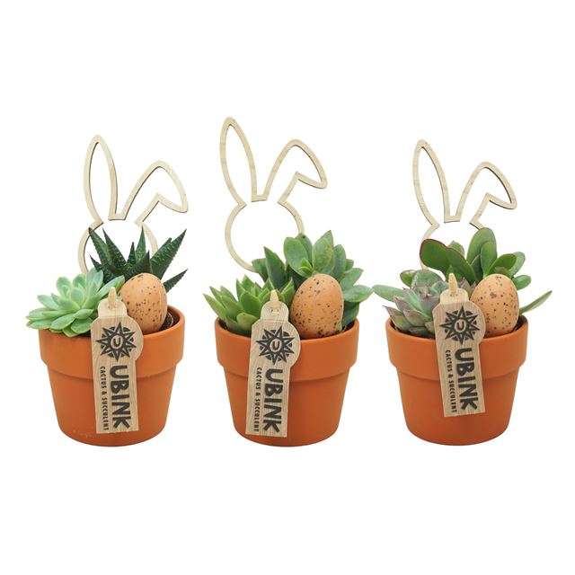 Picture of Easter arrangement 02pp in terracotta pot