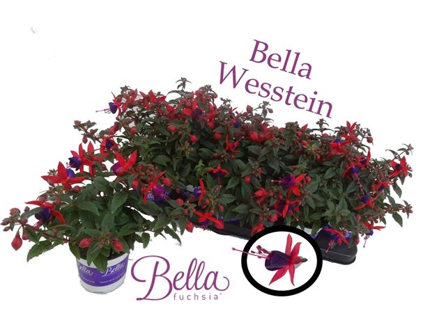 Picture of Fuchsia 'sasha' ( upright )