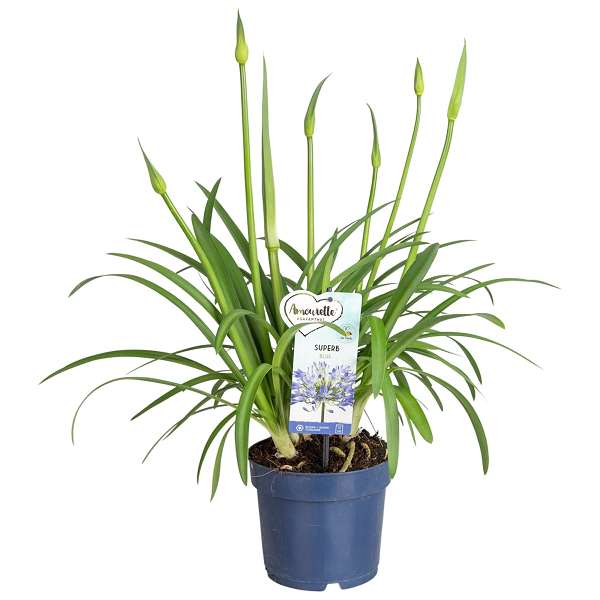 Picture of Agapanthus africanus amourette blue