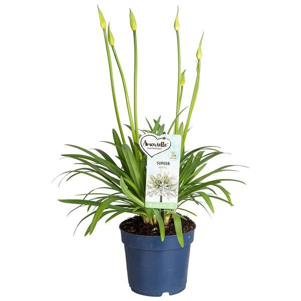 Picture of Agapanthus africanus amourette white