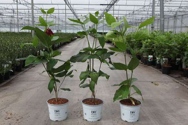 Picture of Calycanthus aphrodite