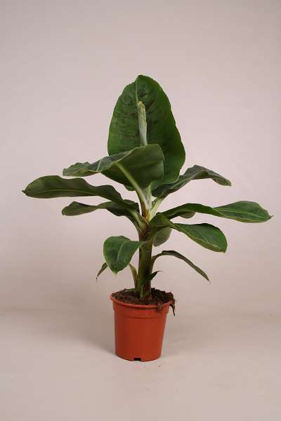 Picture of Musa tropicana