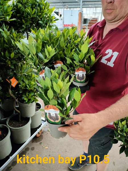 Picture of LAURUS NOBILIS KITCHEN