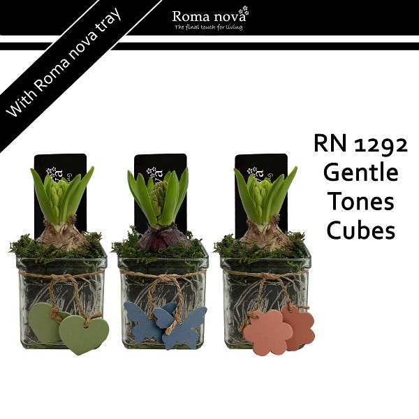 Picture of HYACINTHUS 01BULB GENTLE TONES CUBES