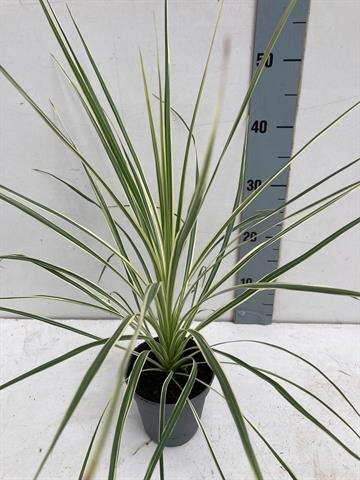 Picture of CORDYLINE AUSTRALIS LIME PASSION