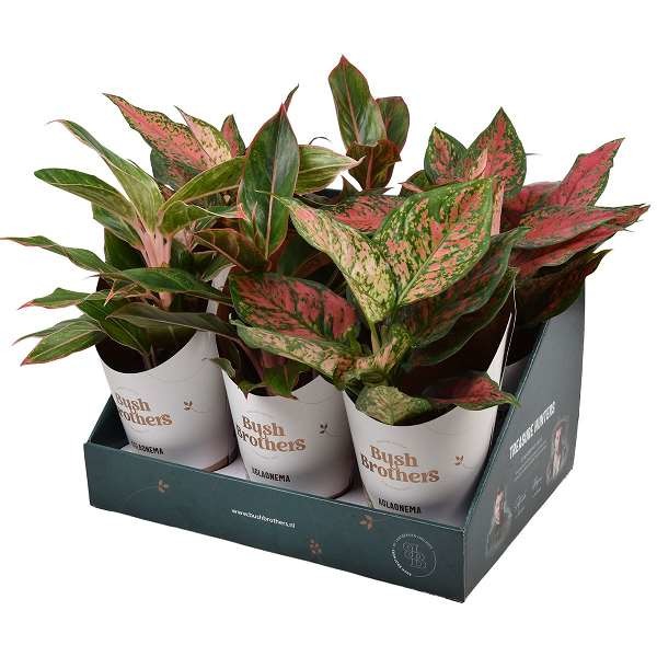 Picture of AGLAONEMA MIX STAR COLLECTION IN SHOWBOX