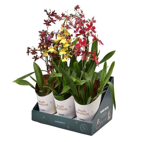 Picture of ORCHID 01-STEM MIX IN POTCOVER+SHOWBOX