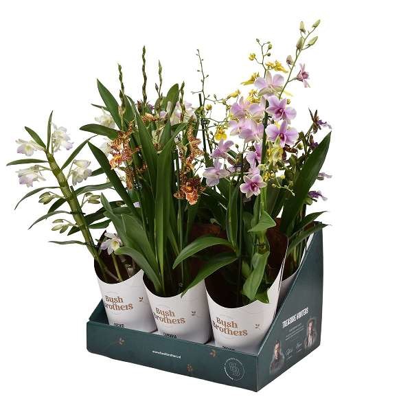 Picture of ORCHID 03-STEM MIX IN POTCOVER+SHOWBOX