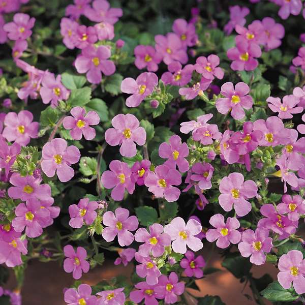 Picture of SUTERA CORDATA - BACOPA PINK