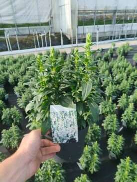 Picture of Antirrhinum mix