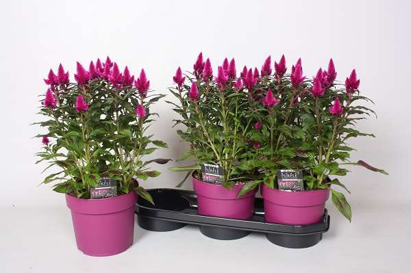 Picture of Celosia argentea deep purple