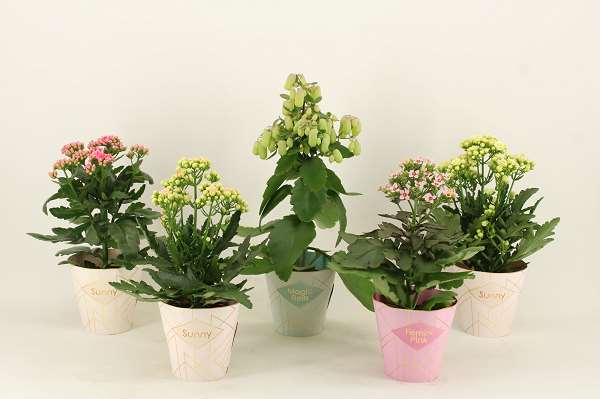 Picture of KALANCHOE VERANDA SPECIAL MIX