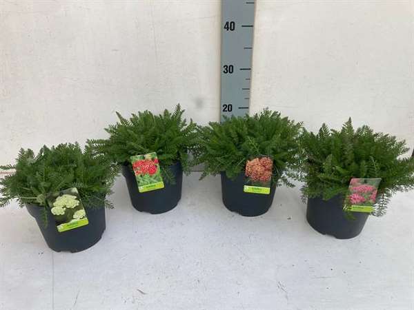 Picture of Achillea