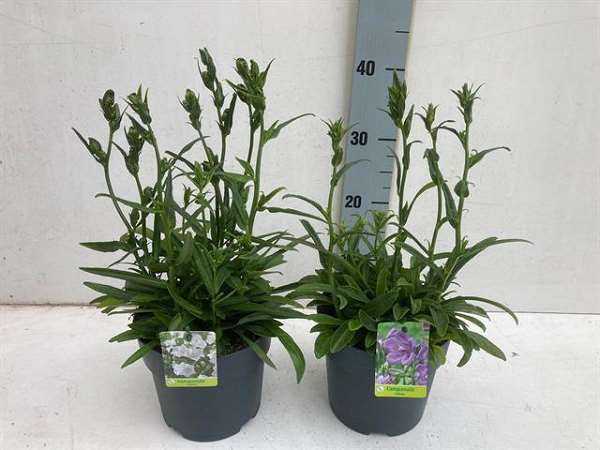 Picture of Campanula persicifolia takion