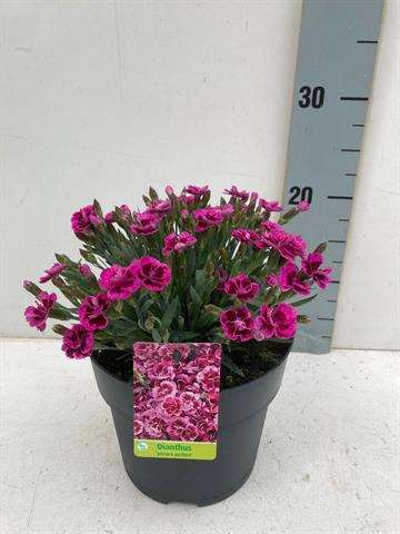 Picture of Dianthus diantica picture perfect