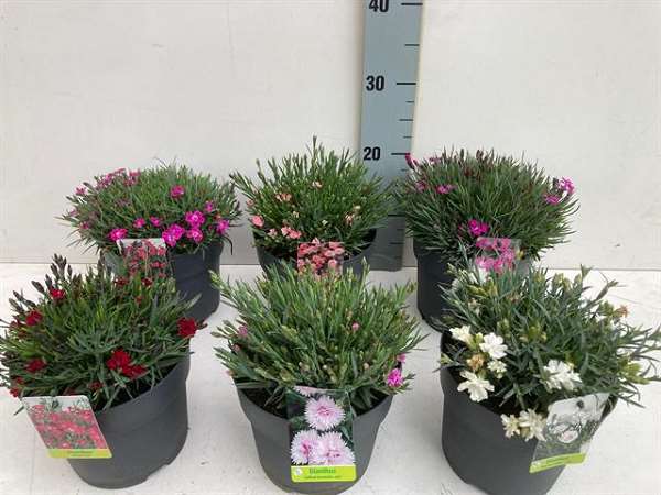 Picture of Dianthus caryophyllus diantica