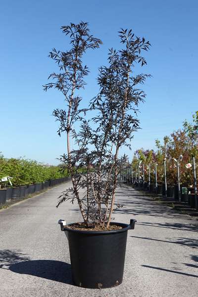 Picture of Sambucus nigra black lace