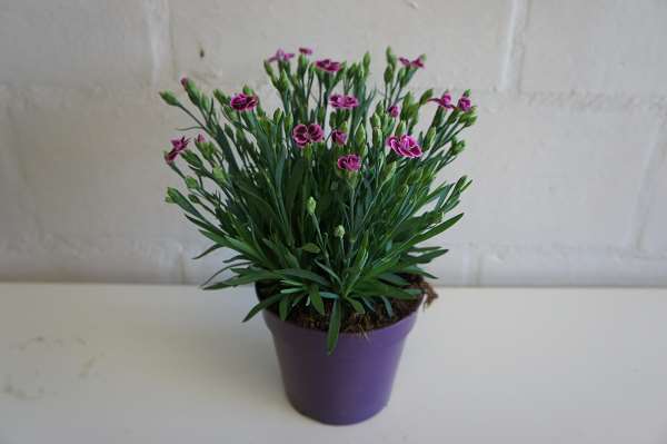 Picture of DIANTHUS CARYOPHYLLUS PINK KISSES