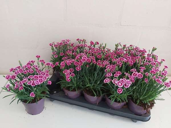 Picture of Dianthus caryophyllus pink kisses