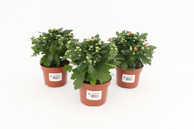 Picture of Chrysanthemum gardenmum orange