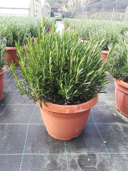 Picture of Rosmarinus officinalis xl