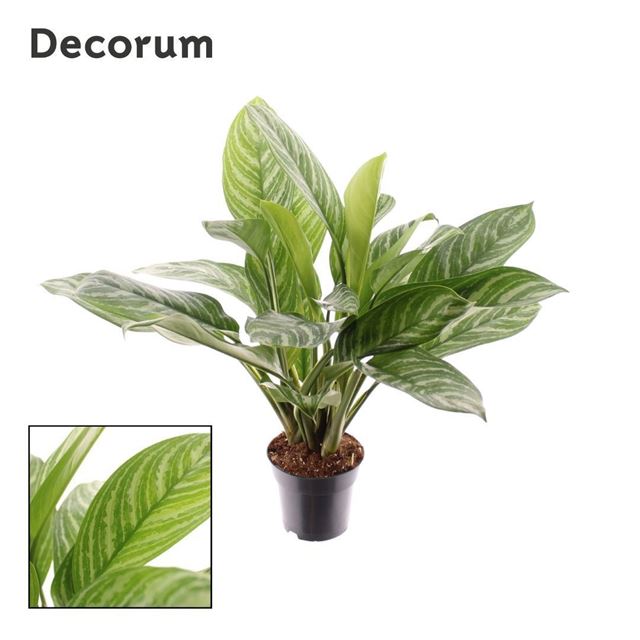 Picture of AGLAONEMA STRIPES