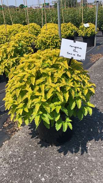 Picture of CARYOPTERIS CLANDONENSIS GOOD AS GOLD