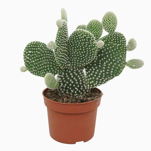Picture of OPUNTIA MICRODASYS ALBISPINA