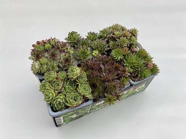 Picture of SEMPERVIVUM 06-PACK CUPS