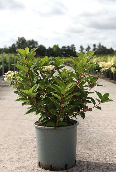 Picture of Hydrangea pan polestar (ophelia)