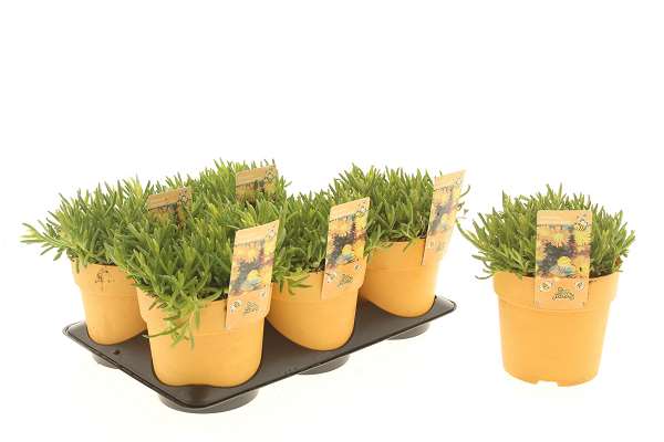 Picture of Delosperma suntropics copper